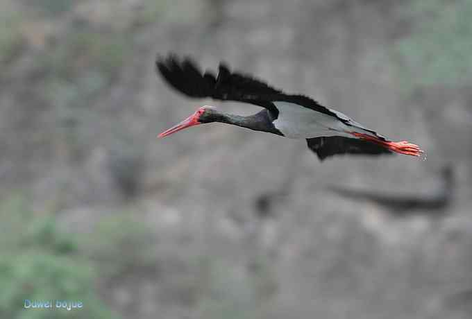 十渡的黑鹳和苍鹭