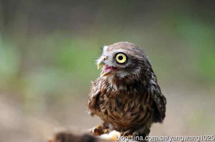 纵纹腹小鸮（2）