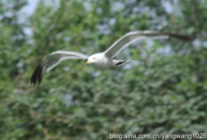 飞（海鸥与夜鹭） wbr2