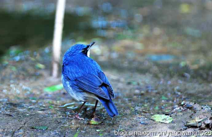 雄性蓝歌鸲（2）
