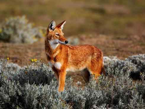 犬科:犬亚科犬属之西门豺、侧纹豺(胡狼类) 犬科:犬亚科犬属之西门豺、侧纹豺(胡狼类)