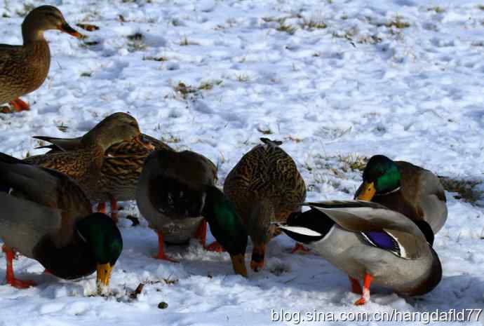 雪地路绿头鸭