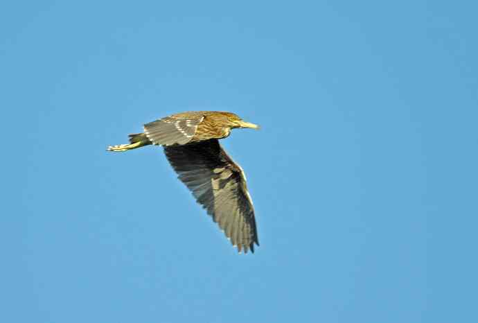 飞(夜鹭)62 飞(夜鹭)62