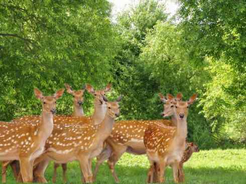 麒麟：传说的兽原型探秘（梅花鹿）