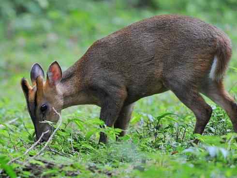 麒麟：传说的兽原型探秘（麂）