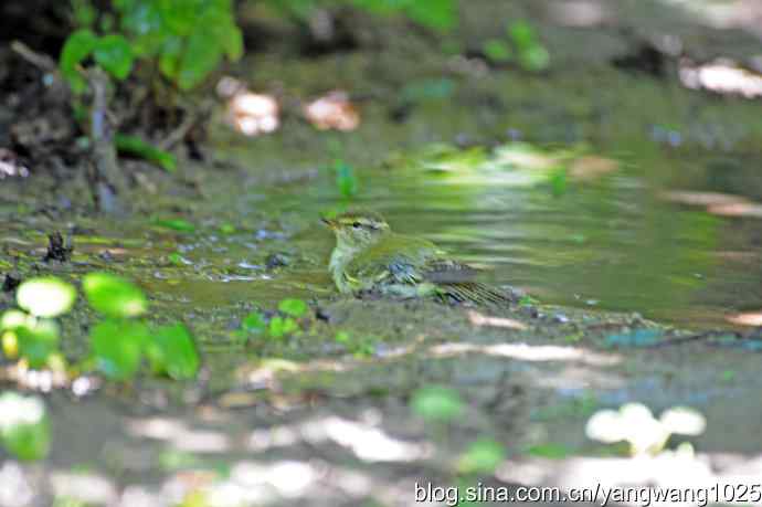 爽（洗浴的黄眉柳莺）1