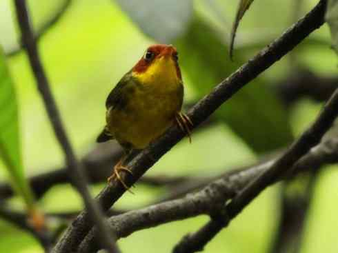 美丽无罪：雀鸟之地莺