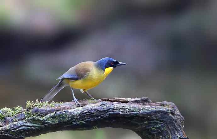 【半日相逢世界濒危小鸟---黄喉噪鹛】