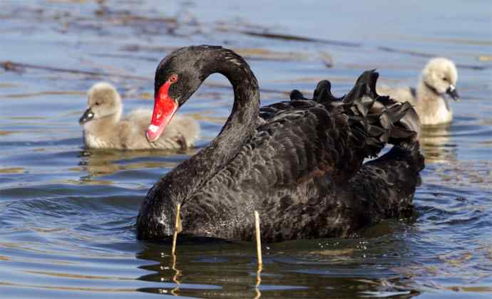 圆明园黑天鹅和她新出生的小宝宝