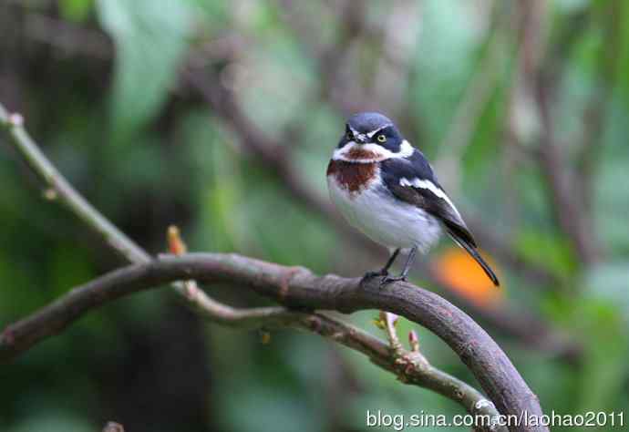 撮堆儿 wbr肯尼亚的鸟儿