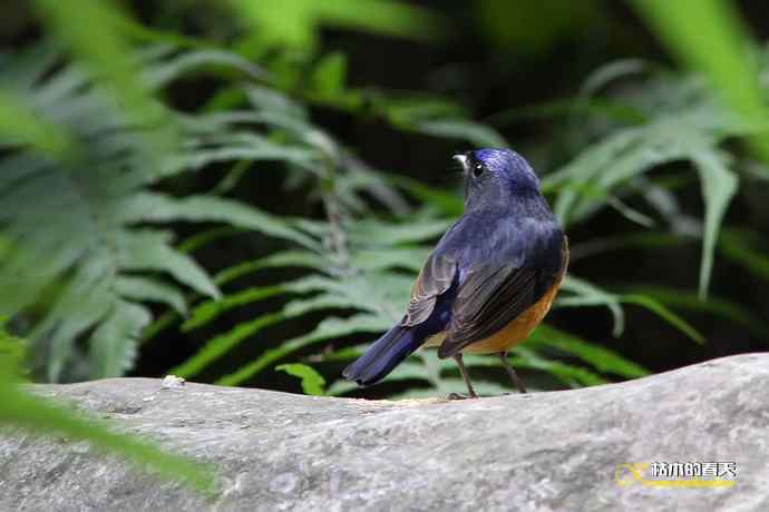 棕腹大仙鹟GG、MM