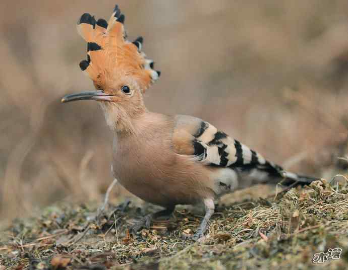 圆明园 wbr路 wbr戴胜 圆明园 wbr路 wbr戴胜