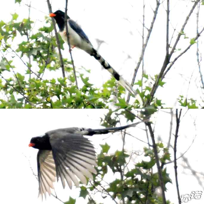 圆明园&nbsp;wbr路&nbsp;wbr昨天拍到的十种鸟（记录版）