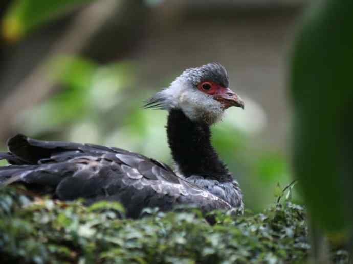 犬科：薮犬亚科薮犬属之薮犬