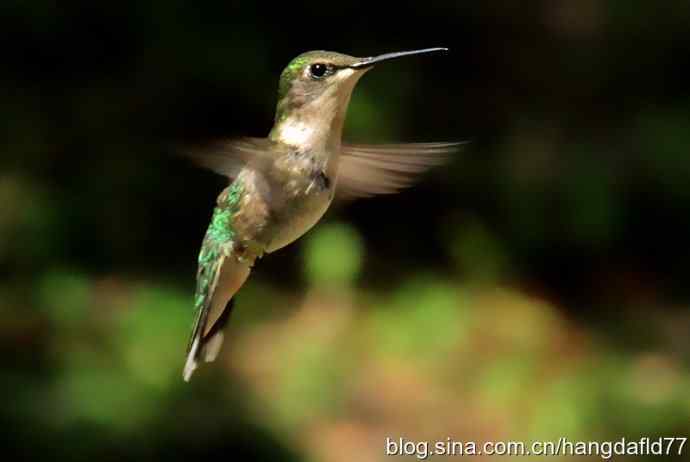 红玉喉北蜂鸟（6）