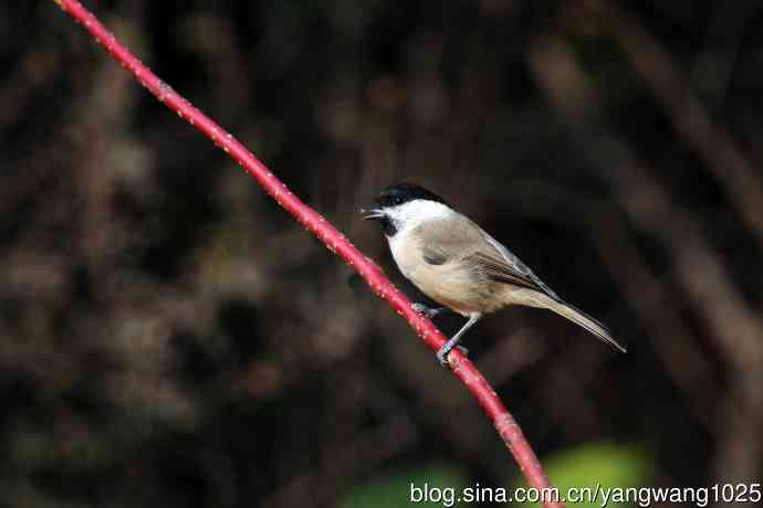 北京天坛公园的鸟类——沼泽山雀（3）