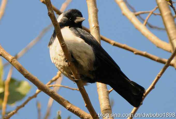 初冬沙河 wbr寒鸦满天