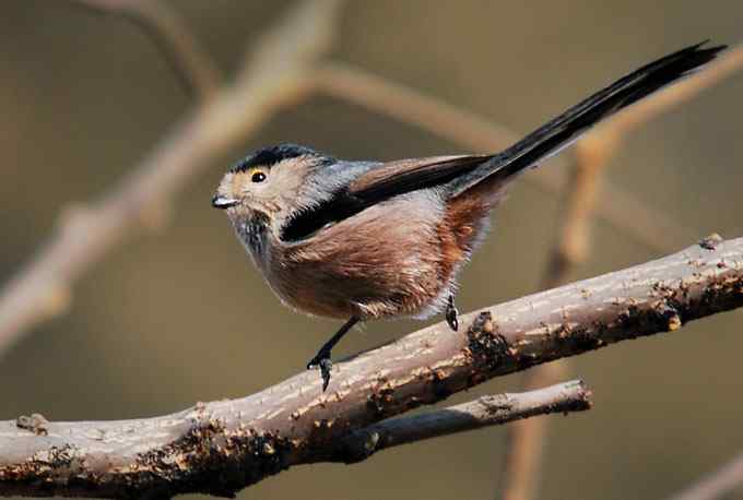 北京植物园赏鸟（四），银喉长尾山雀（组图）