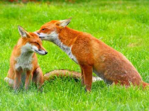 犬科：狐亚科狐属