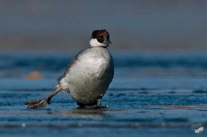 颐和园的白秋沙鸭
