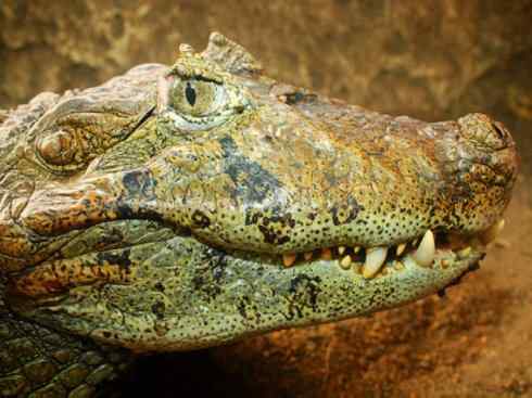 龙:传说的兽原型探秘(短吻鳄类) 龙:传说的兽原型探秘(短吻鳄类)