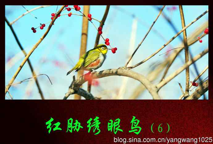北京植物园的鸟类——红胁绣眼鸟（6）