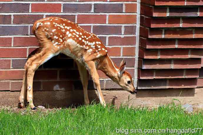 误入校园的小鹿
