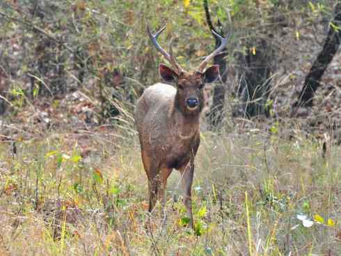 麒麟：传说的兽原型探秘（梅花鹿）
