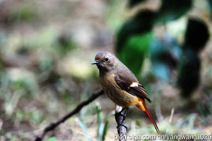 雌性北红尾鸲(10) 雌性北红尾鸲(10)