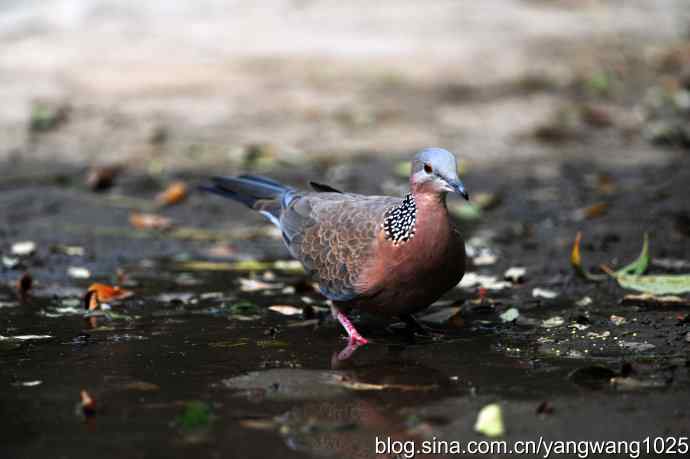 珠颈斑鸠（随拍）2