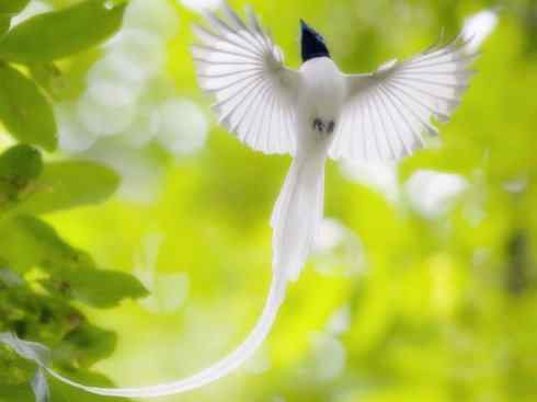 猎奇：长尾鸟雀（咬鹃和寿带鸟）