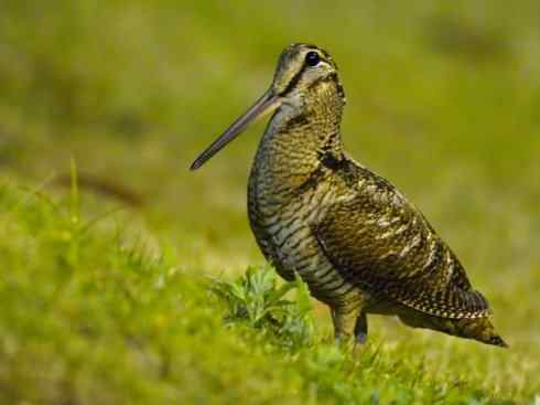鸟类之最：高山兀鹫