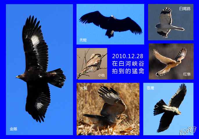 昨天在白河峡谷拍到的七种猛禽
