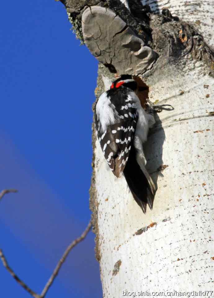 毛发啄木鸟 毛发啄木鸟
