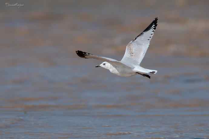 角百灵 wbr野鸭湖的一天 角百灵 wbr野鸭湖的一天