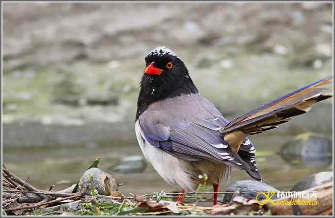红嘴蓝雀一组【照片】