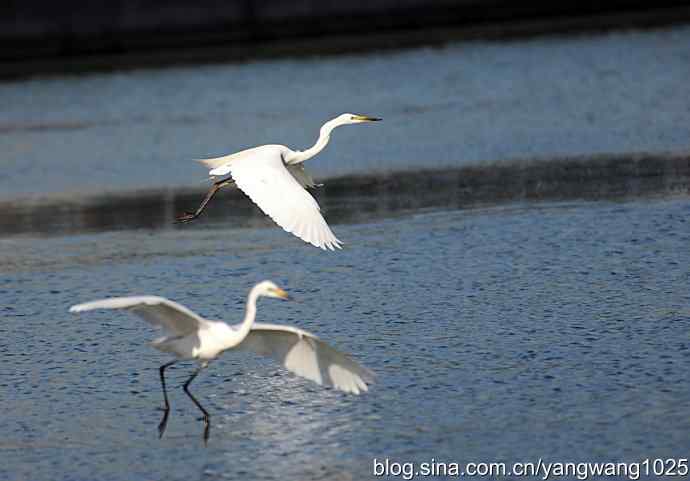 飞(白鹭)2 飞(白鹭)2