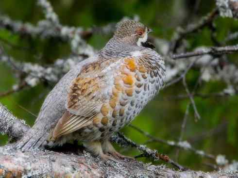 家禽驯化之源之十