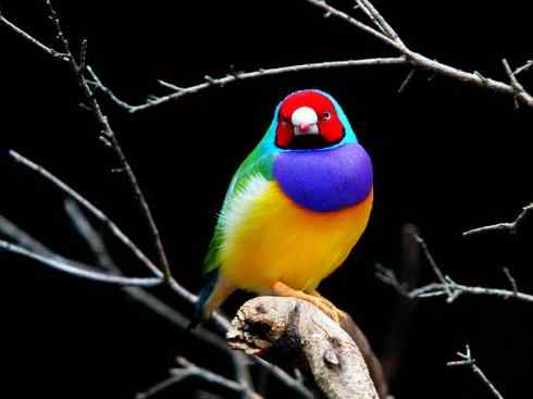 美丽无罪：雀鸟之欣赏2