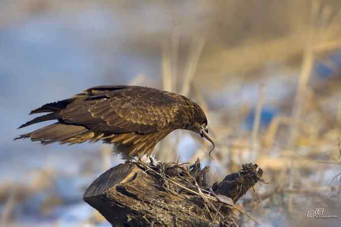对黑耳鸢K07-012837的12次记录 对黑耳鸢K07-012837的12次记录