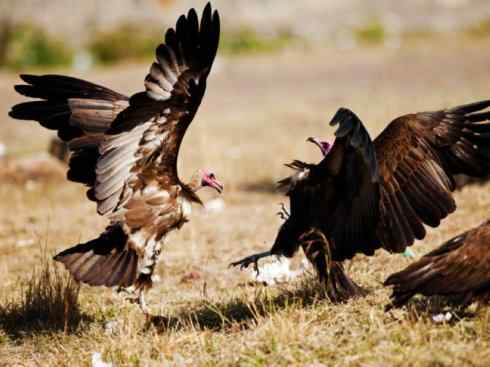 鸟类之最：高山兀鹫