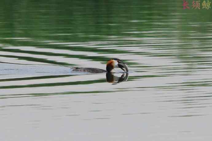 凤头鸊鷉（四）育雏喂食
