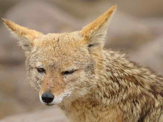 犬科:犬亚科犬属之金豺、黑背豺(胡狼类) 犬科:犬亚科犬属之金豺、黑背豺(胡狼类)