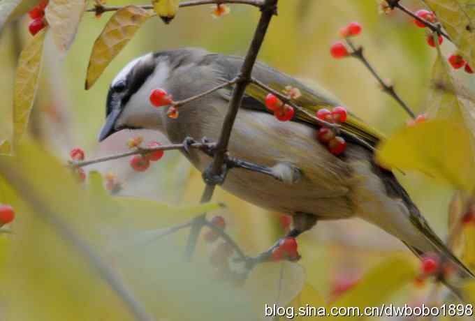 莲花池林鸟小拍