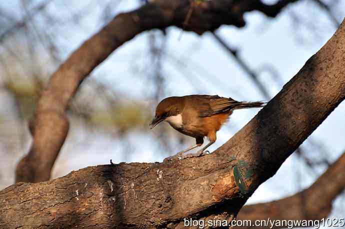 自然和谐的日坛公园（白喉噪鹛）