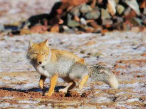动物世界：山寨还是原创之十五