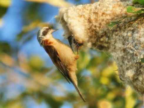 十大鸟类建筑师之二（织布鸟、维达雀）