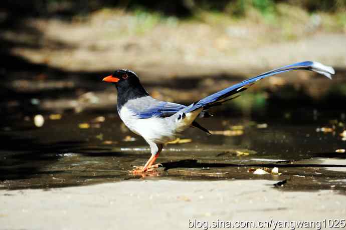 红嘴蓝鹊（3）