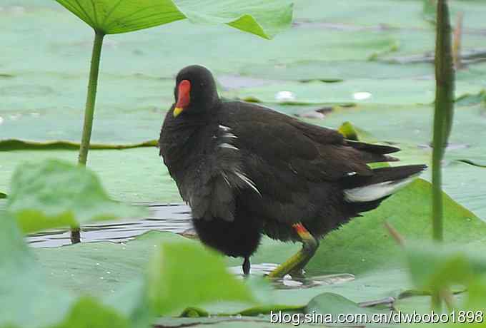 黑水鸡育雏 黑水鸡育雏