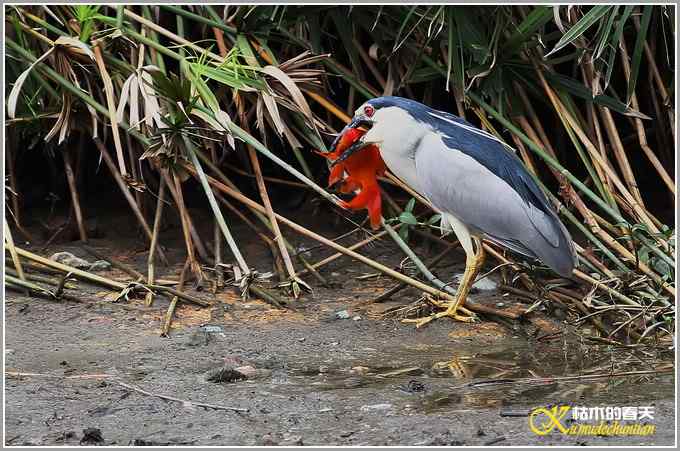 夜鹭的早餐【照片】